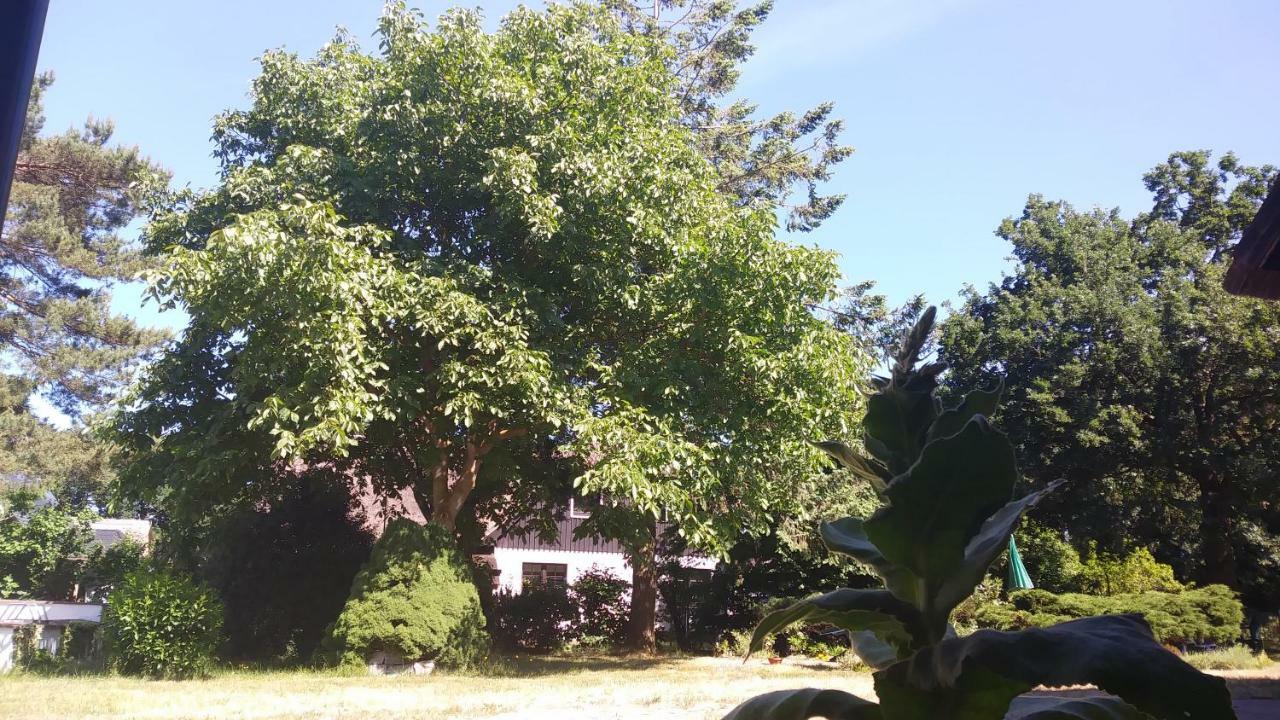 Ferienhaeuschen Villa Born Luaran gambar